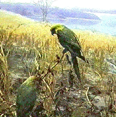 Carolina Parakeet